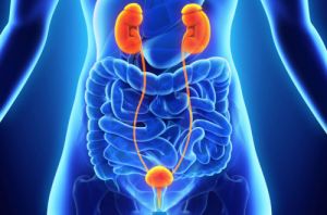 Cancer Services - Cancer Types - Urology Cancer - Introduction
